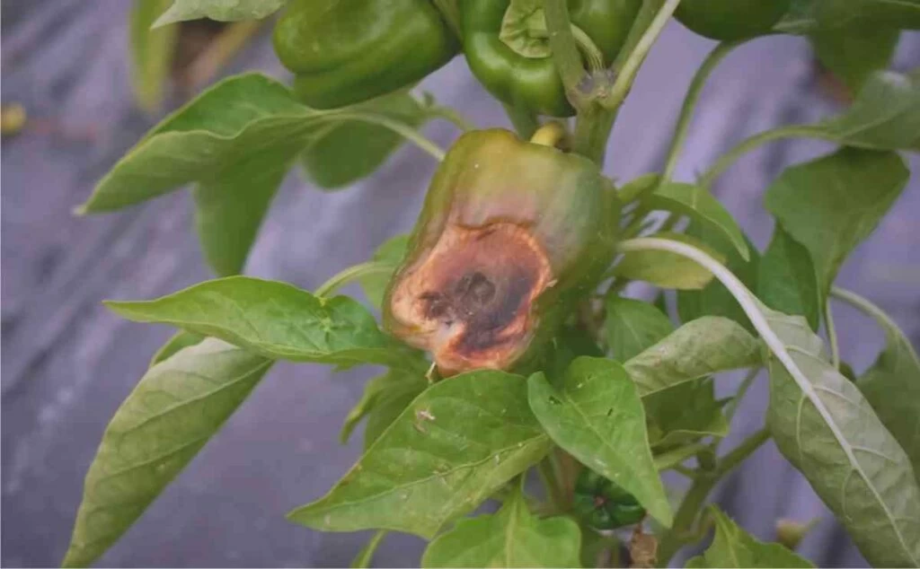 marciume apicale del peperone