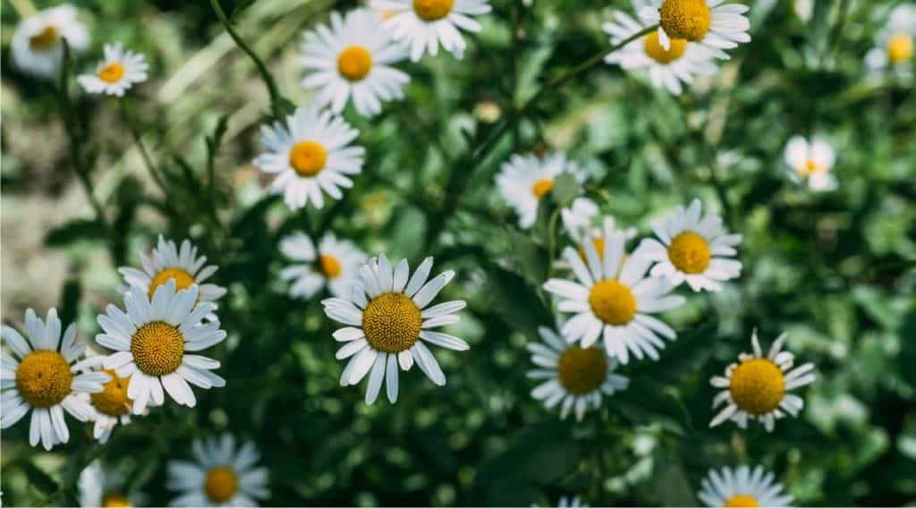 fiori di camomilla pianta di camomilla