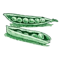Piante leguminose