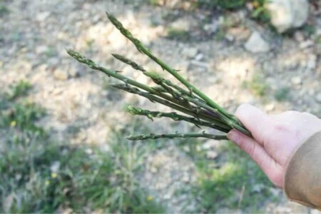 asparago selvatico