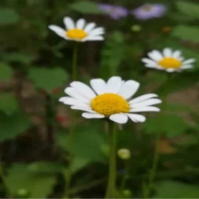 fiore di piretro