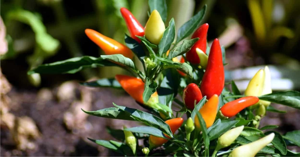 peperoncini sulla pianta
