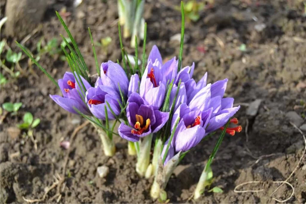 fiori schiusi