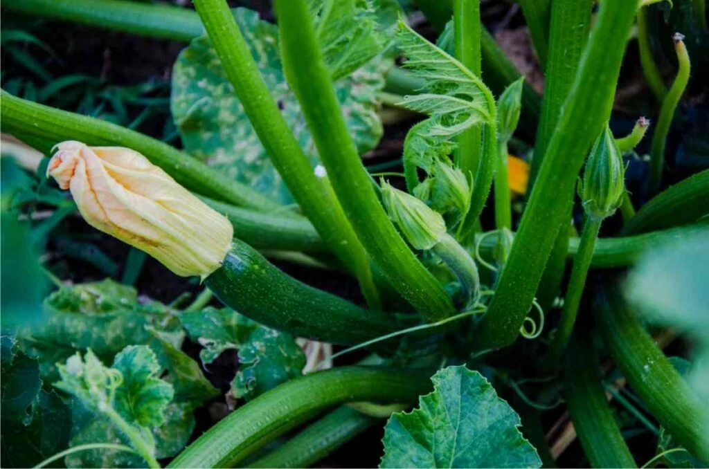 pianta di zucchine