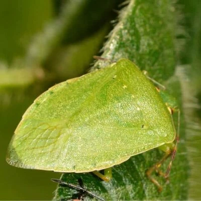 cimice verde