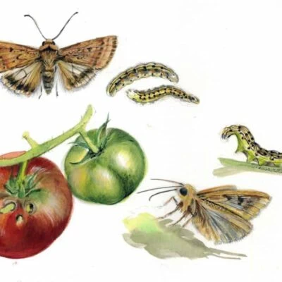 nottua gialla del pomodoro
