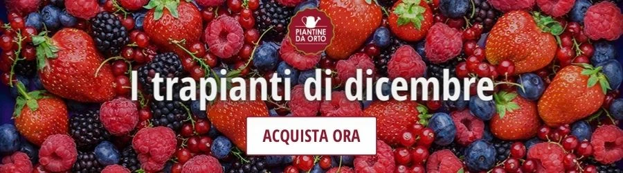 trapianti dicembre