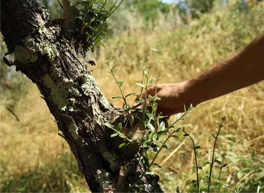 succhioni olivo