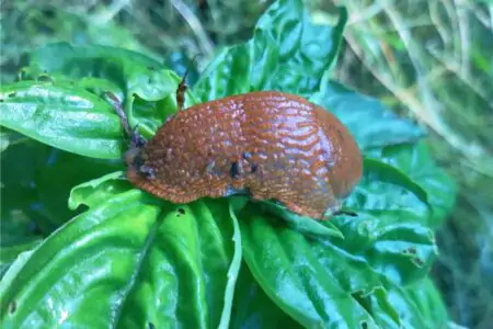 limaccia basilico