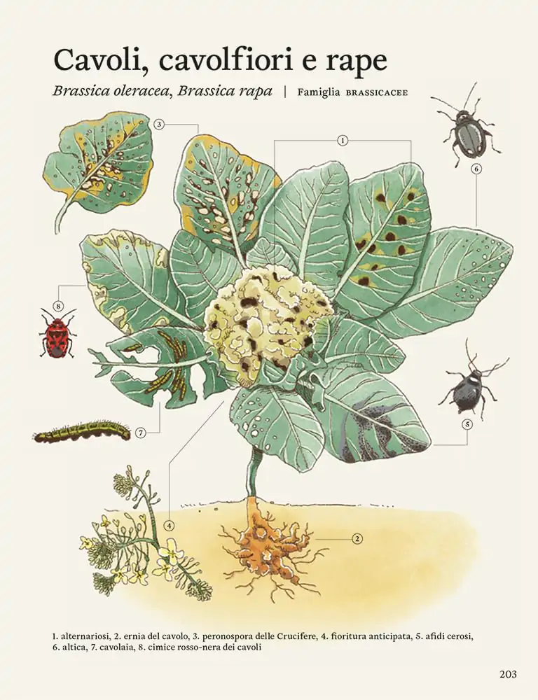 cavolfiore problemi