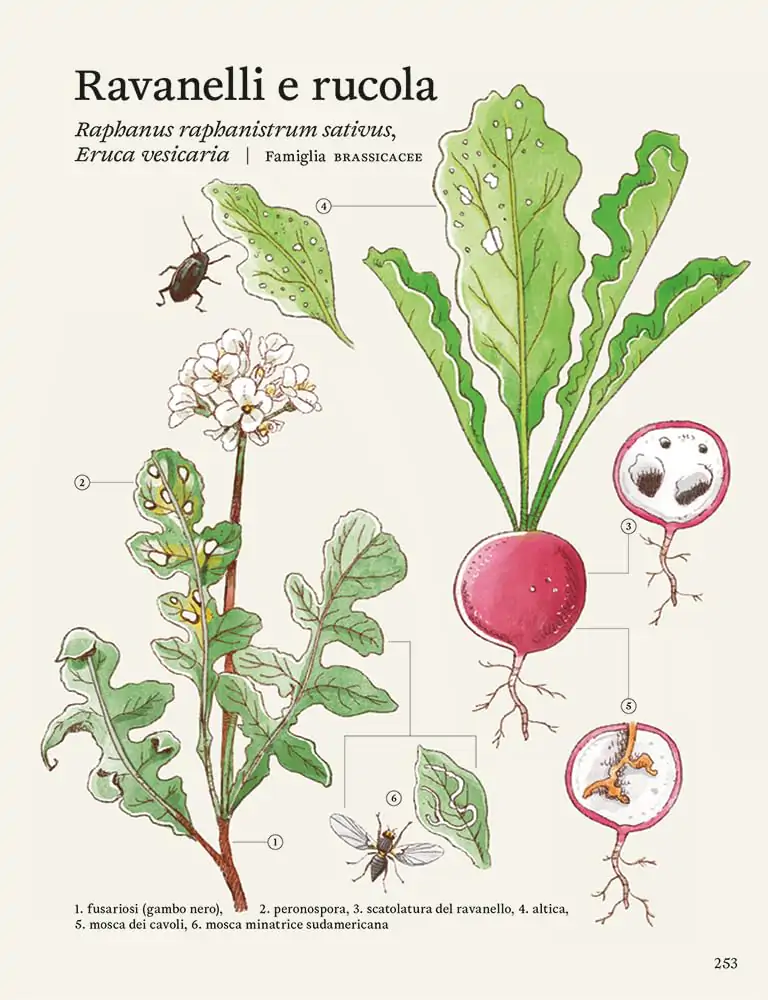 ravanelli e rucola