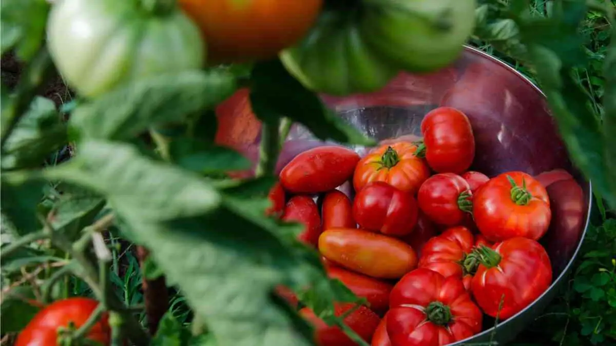 orto semplice pomodori